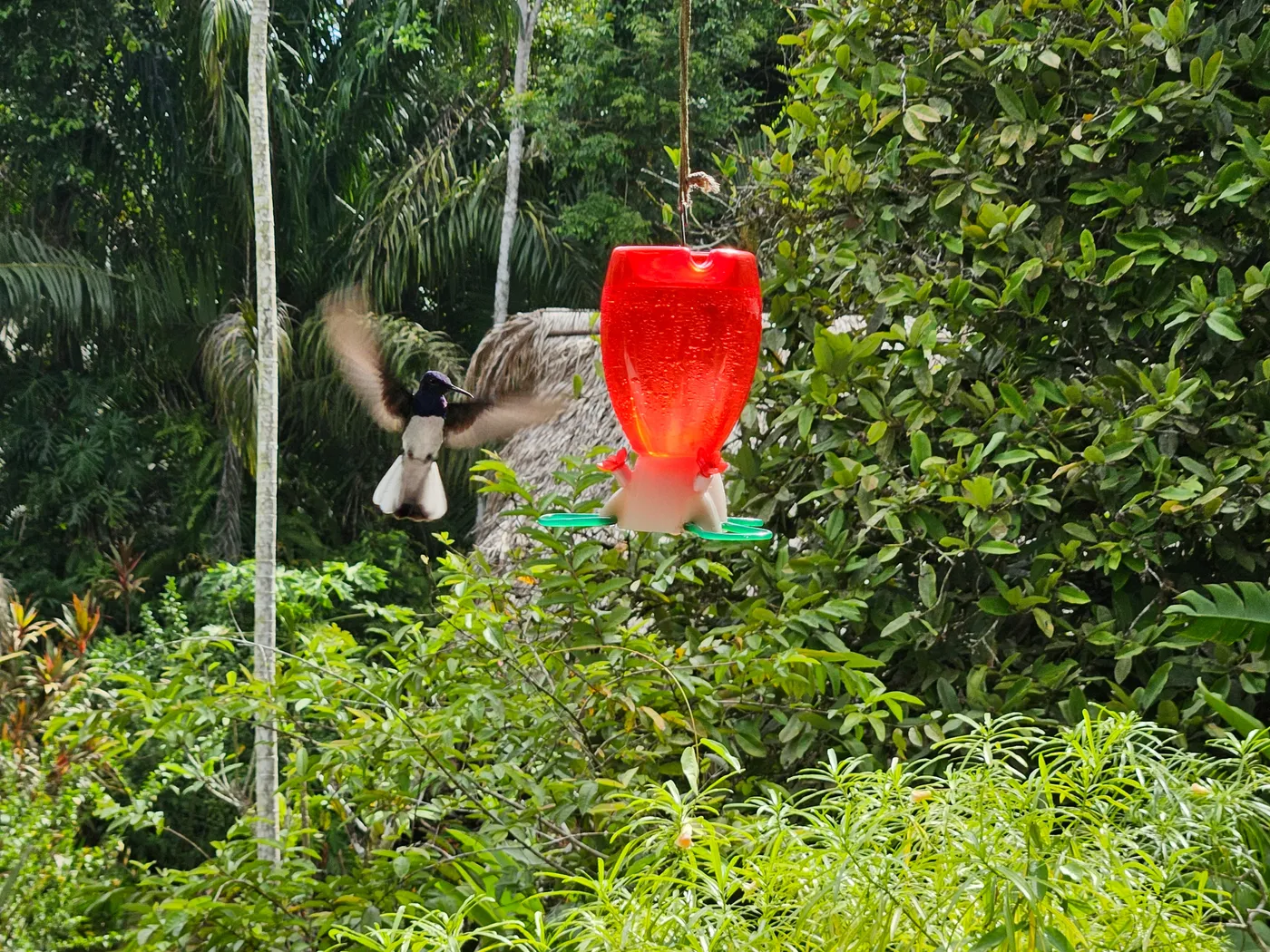 Hummingbird feeding