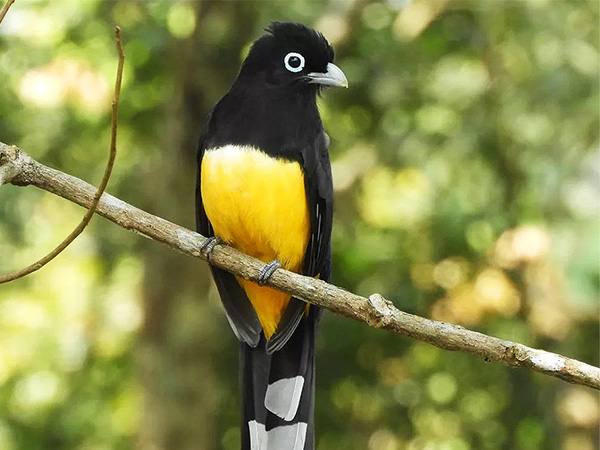A black, yellow, and white bird.
