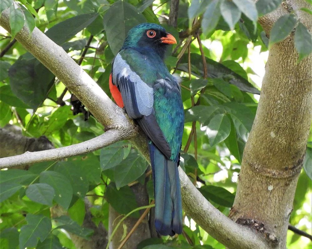 A multicolored bird.