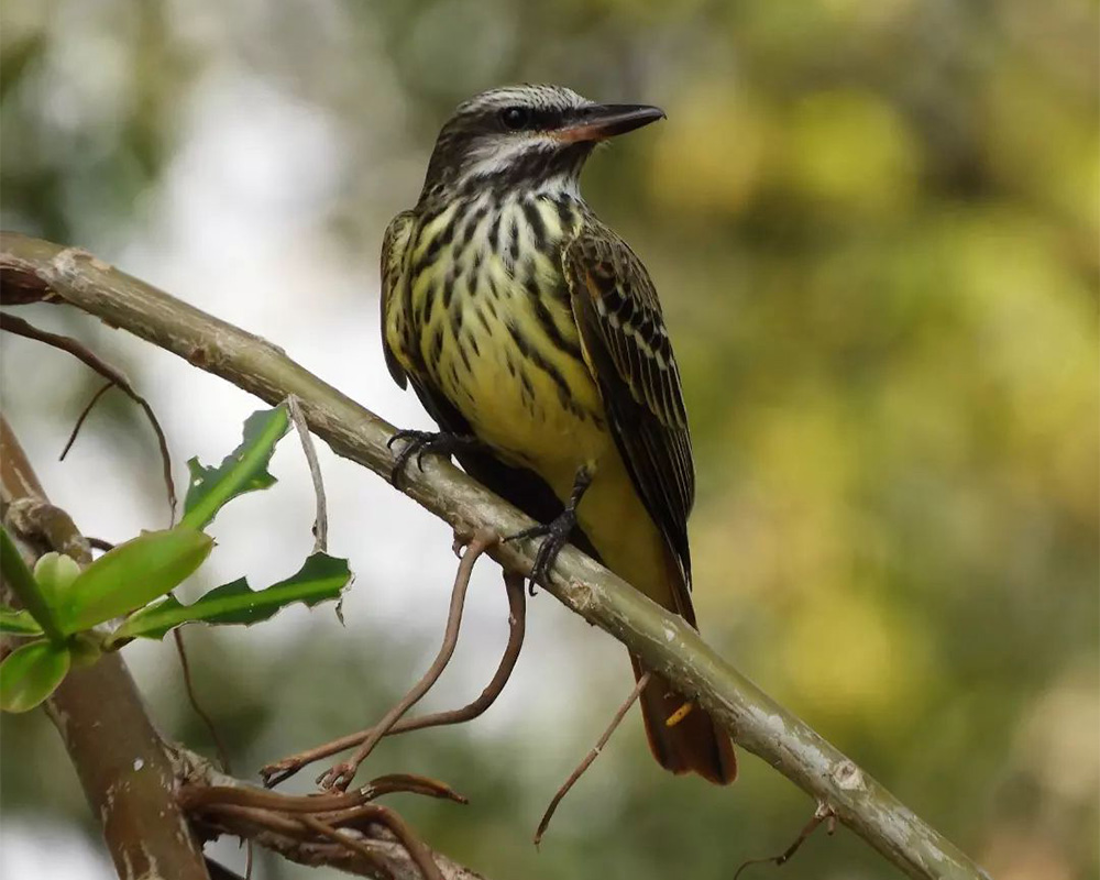 A brown and white bird.