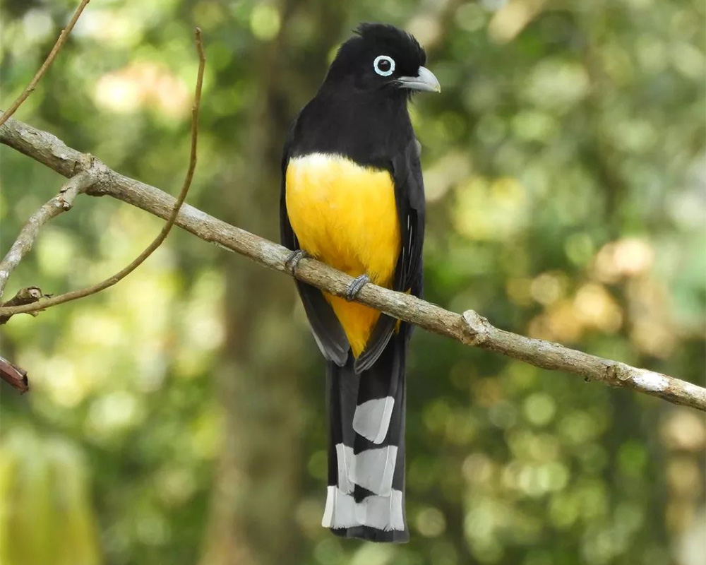 A black and yellow bird.