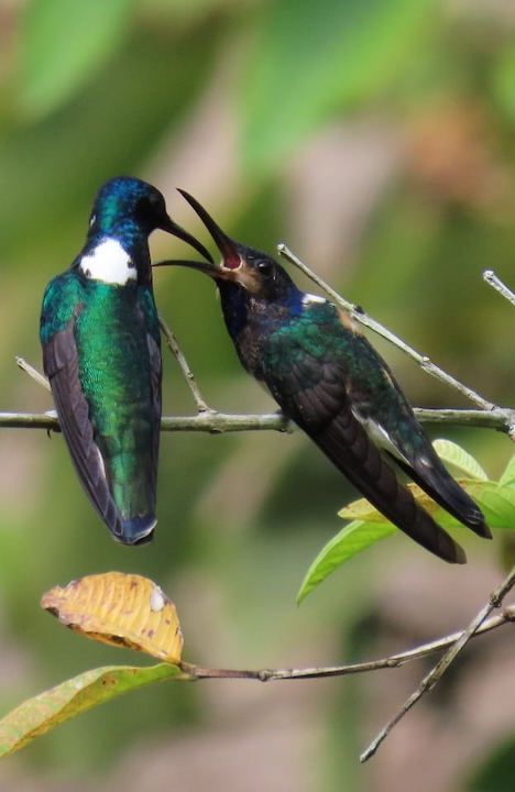 White-necked jacobin hummingbird mother feeding her baby.