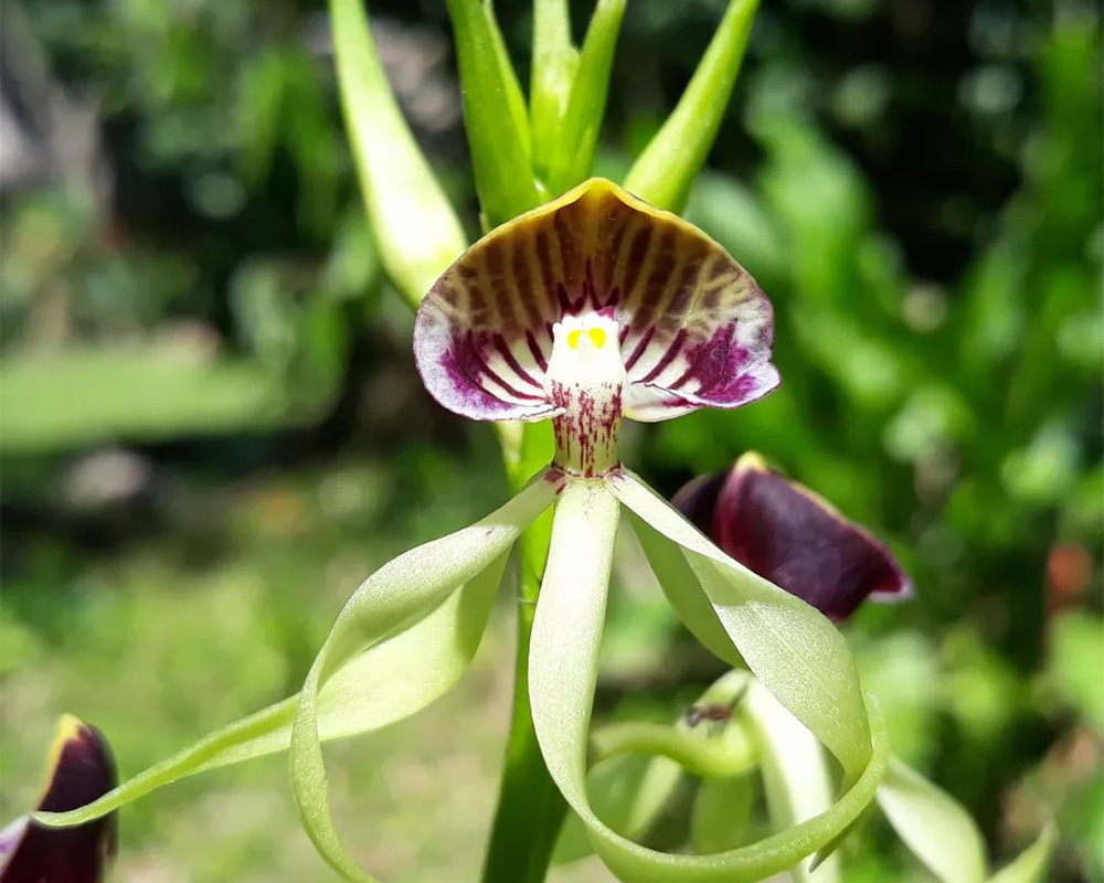 A white, yellow, and magenta orchid.